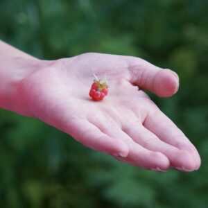 口臭を減らすために効果的なガムはどれですか？