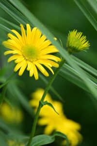 口臭を治すために効果的なサプリは何ですか？