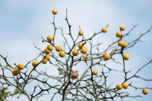 乾燥が引き起こす口臭の原因とは何ですか？