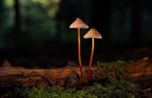 ロイテリ菌は口臭にどのような効果があるのか？