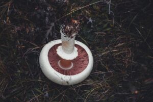 シャンピニオンを使った口臭対策に効果的なサプリは？