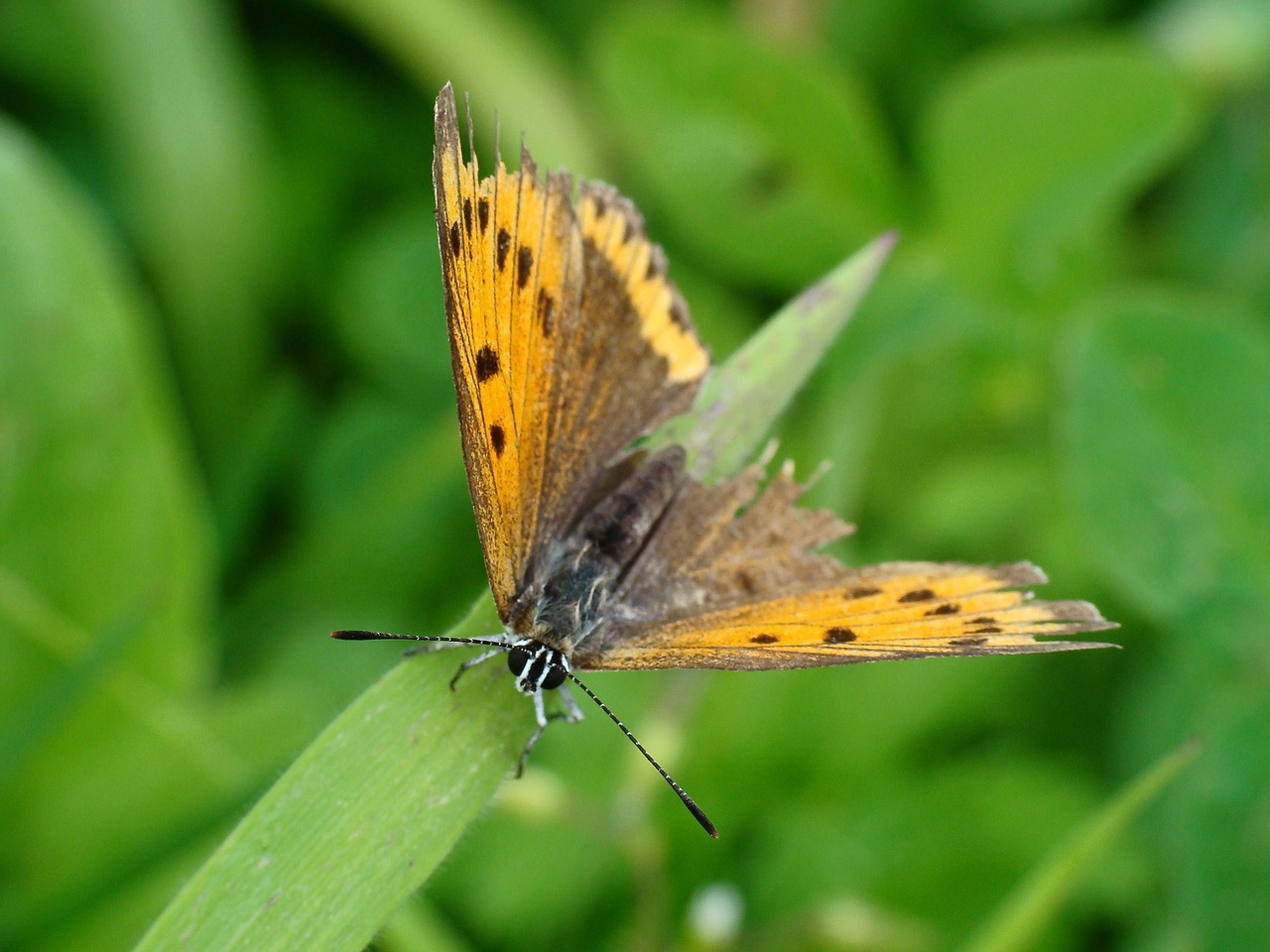 歯石が原因で口臭が発生する理由とは？