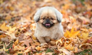 口臭治療に効果的なガムはどれですか？