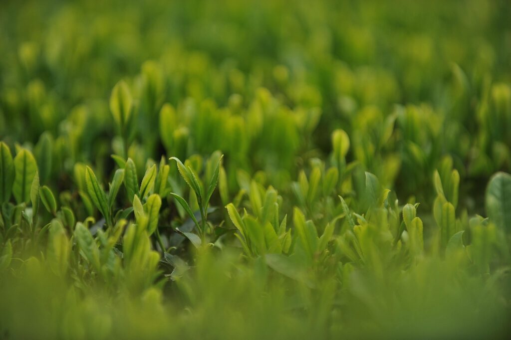 緑茶が口臭に与える効果とは？