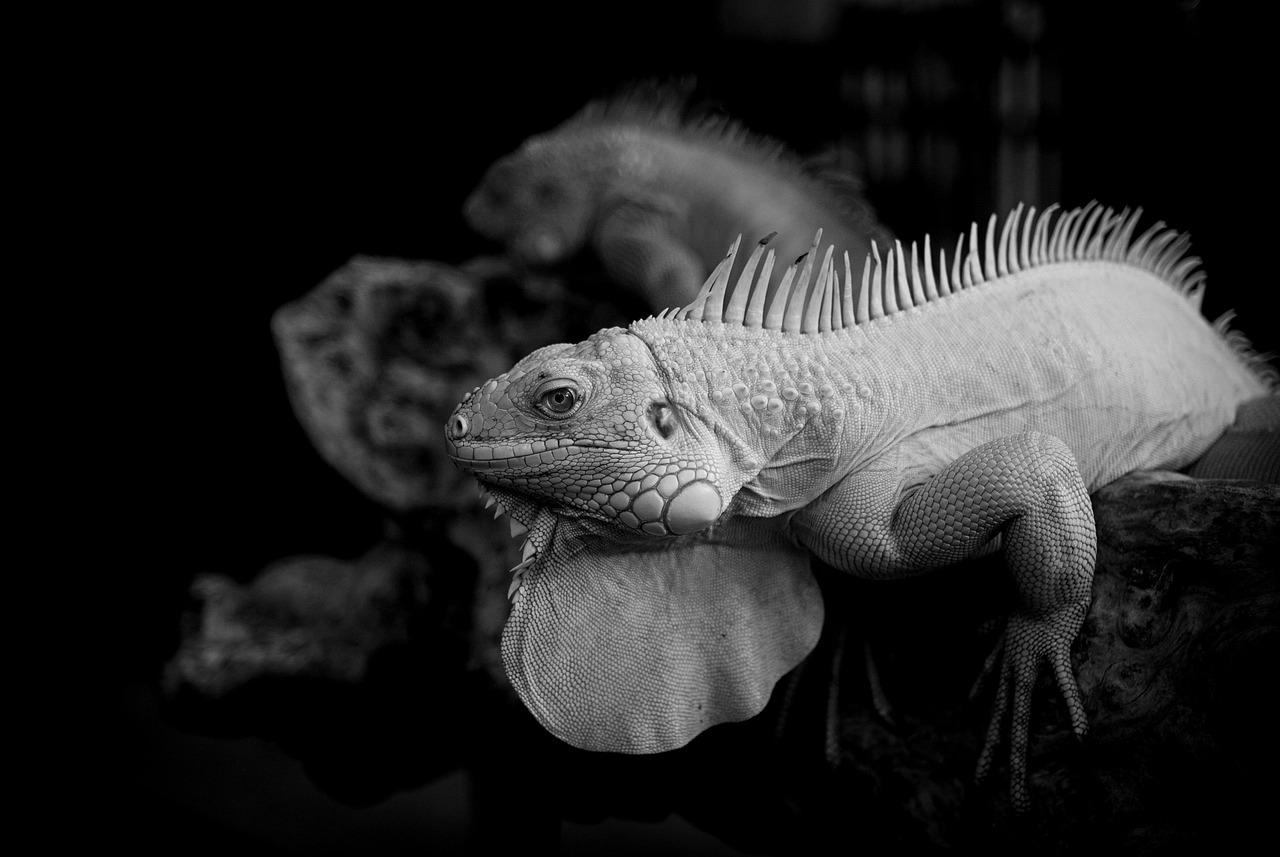 舌苔のケア方法で効果的な対策は？